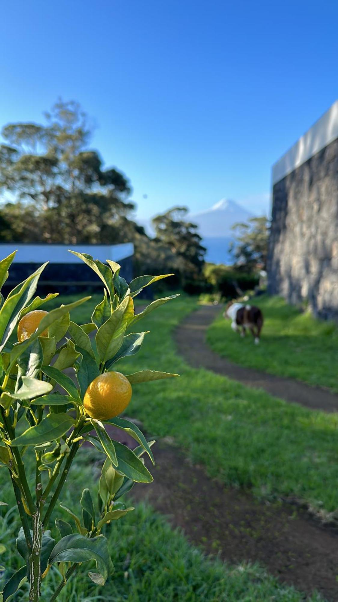 Make It Happen Farm Villa Urzelina Exterior photo